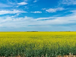 Saskatchewan canola field under prairie sky